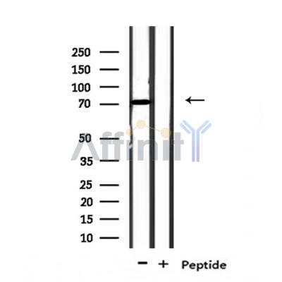 NOL4 Antibody - Western blot analysis of extracts from mouse brain, using NOL4 Antibody.