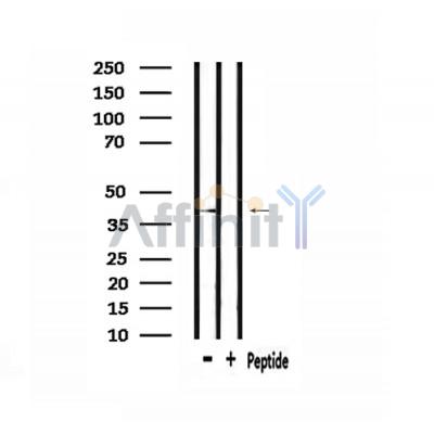 HORMAD1 Antibody - Western blot analysis of extracts from mouse muscle, using HORMAD1 Antibody.