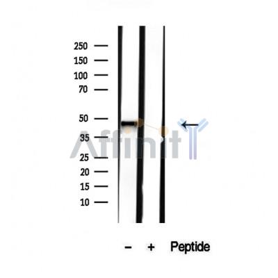 NR2E3 Antibody - Western blot analysis of extracts from mouse eye tissue, using NR2E3 antibody.