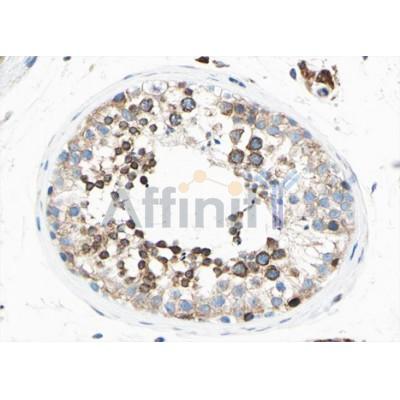 PTTG1 Antibody - DF3065 at 1/100 staining human testis tissue sections by IHC-P.
