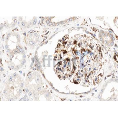 CDH13 Antibody - DF6598 at 1/100 staining human kidney tissue sections by IHC-P.