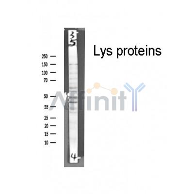 Lys proteins Antibody - Western blot analysis of  Lys proteins, using Lys proteins Antibody.