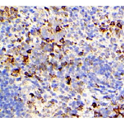 IL6 Antibody - DF6087 at 1/200 staining mouse spleen tissue sections by IHC-P.