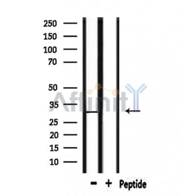 CD151 Antibody - Western blot analysis of extracts from mouse muscle, using CD151 Antibody.