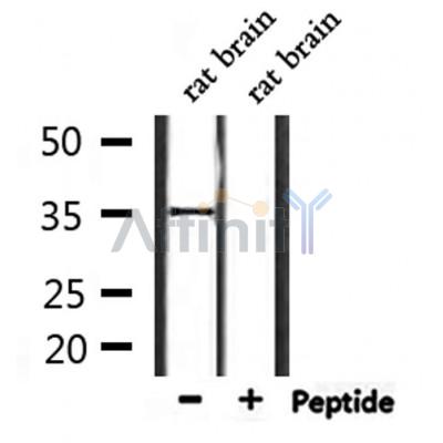 OR2L2 Antibody - Western blot analysis of extracts from rat brain, using OR2L2 Antibody.