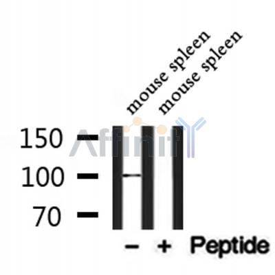 BCAM Antibody - Western blot analysis of extracts from mouse spleen, using BCAM Antibody.