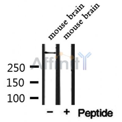 CEP250 Antibody - Western blot analysis of extracts from mouse brain, using CEP250 Antibody.