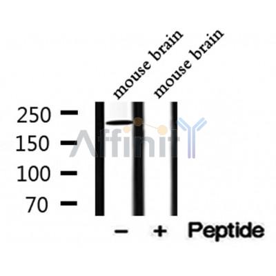 DENND4A Antibody - Western blot analysis of extracts from mouse brain, using DENND4A Antibody.