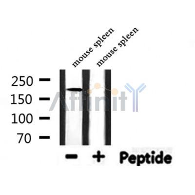 FANCM Antibody - Western blot analysis of extracts from mouse spleen, using FANCM Antibody.