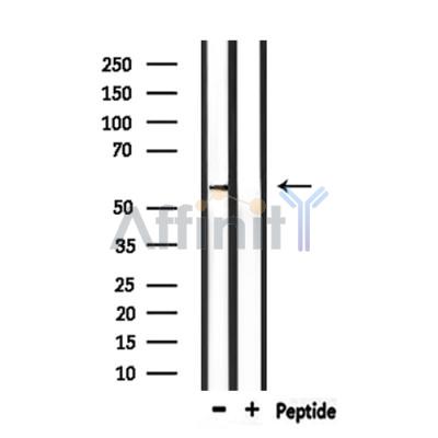 KCNS3 Antibody - Western blot analysis of extracts from mouse muscle, using KCNS3 Antibody.