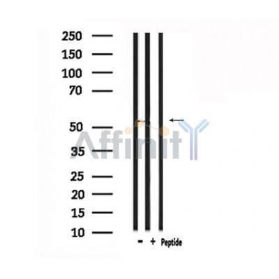 ETBR2 Antibody - Western blot analysis of extracts from mouse brain, using ETBR2 Antibody.