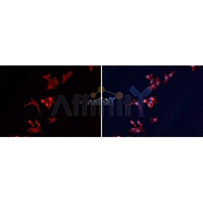 beta Actin Antibody - AF7018 staining HEPG2 cells by IF/ICC.
