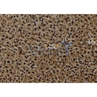 PI 3 Kinase p85 beta Antibody - DF2951 at 1/100 staining Mouse liver tissue by IHC-P.