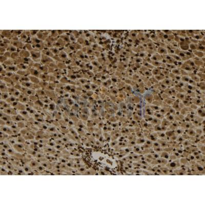 YB1 Antibody - DF2967 at 1/100 staining Mouse liver tissue by IHC-P.