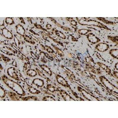 AGO1 Antibody - DF7542 at 1/100 staining Human kidney tissue by IHC-P.