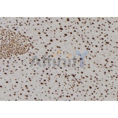 TMX2 Antibody - DF7629 at 1/100 staining Mouse liver tissue by IHC-P.