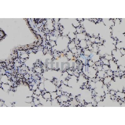 B-Myb Antibody - DF7817 at 1/100 staining Mouse lung tissue by IHC-P.