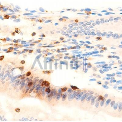 MUC2 Antibody - DF8390 at 1/100 staining Rat colon tissue by IHC-P.
