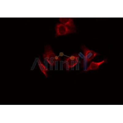 MUC2 Antibody - DF8390 staining SW480 cells by ICC/IF.