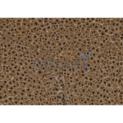 DIL-2 Antibody - DF8650 at 1/100 staining Rat liver tissue by IHC-P.