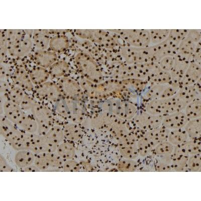 SOX8/9/17/18 Antibody - DF8720 at 1/100 staining Rat kidney tissue by IHC-P.