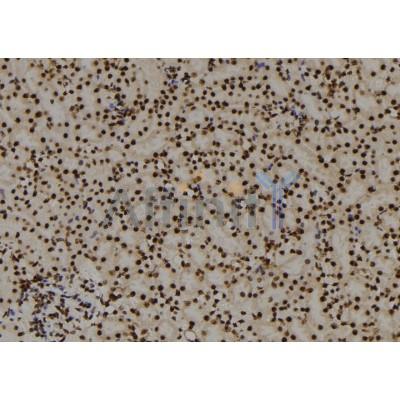 PITX3 Antibody - DF8762 at 1/100 staining Mouse kidney tissue by IHC-P.
