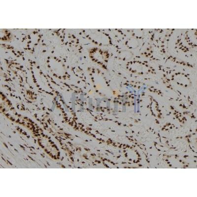 NR2C1 Antibody - DF8785 at 1/100 staining Human kidney tissue by IHC-P.