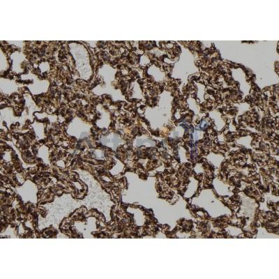 APR2 Antibody - DF8918 at 1/100 staining Rat lung tissue by IHC-P.