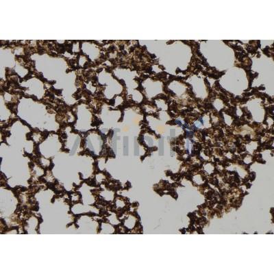 DNAJB5 Antibody - DF8941 at 1/100 staining Mouse lung tissue by IHC-P.