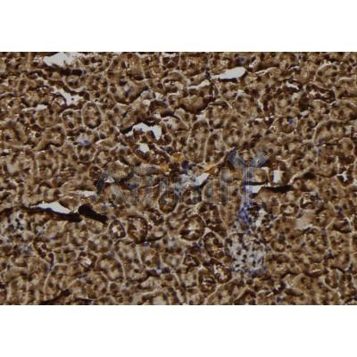 FKSG2 Antibody - DF8951 at 1/100 staining Mouse kidney tissue by IHC-P.