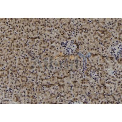 MAGF1 Antibody - DF9020 at 1/100 staining Mouse kidney tissue by IHC-P.