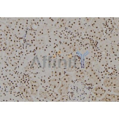 FANCM Antibody - DF9513 at 1/100 staining Rat kidney tissue by IHC-P.