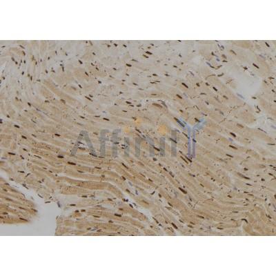KHSRP Antibody - DF9514 at 1/100 staining Rat heart tissue by IHC-P.
