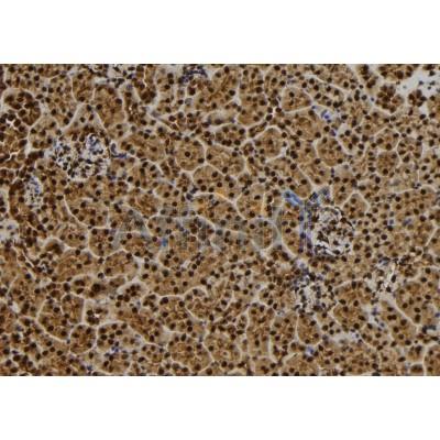QSER1 Antibody - DF9533 at 1/100 staining Mouse kidney tissue by IHC-P.