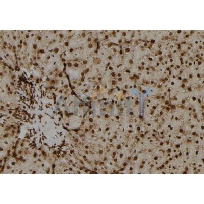 OAZ2 Antibody - DF9725 at 1/100 staining Rat liver tissue by IHC-P.