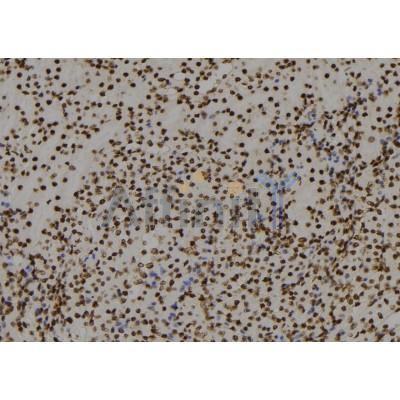 RGS22 Antibody - DF9848 at 1/100 staining Mouse kidney tissue by IHC-P.