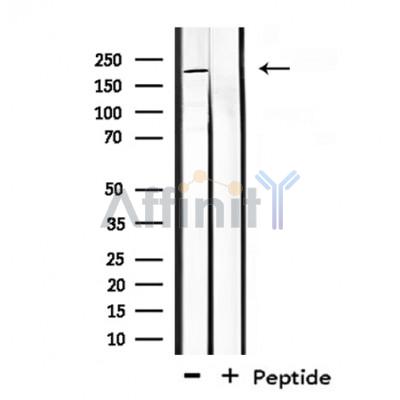 CROCC Antibody - Western blot analysis of extracts from mouse brain, using CROCC Antibody.
