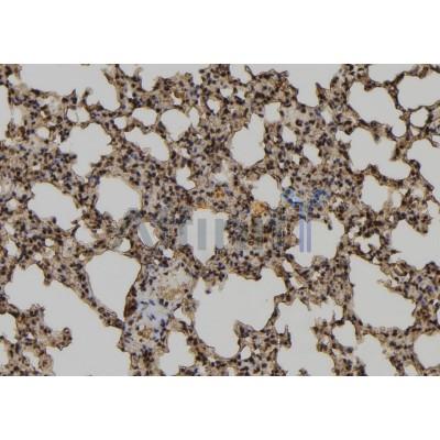 TCEAL2 Antibody - DF9967 at 1/100 staining Mouse lung tissue by IHC-P.