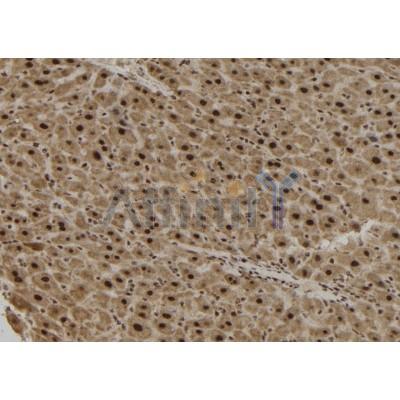 TCF19 Antibody - DF9971 at 1/100 staining Mouse liver tissue by IHC-P.