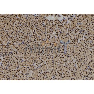 USP3 Antibody - DF9988 at 1/100 staining Mouse kidney tissue by IHC-P.