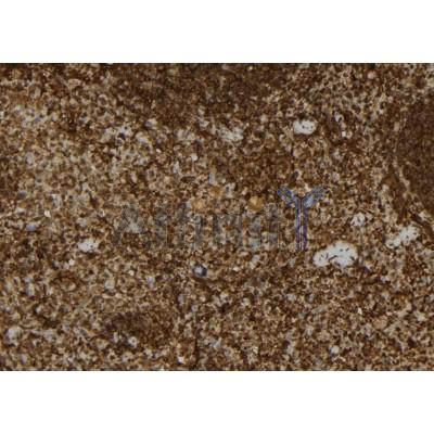 USP31 Antibody - DF9989 at 1/100 staining Mouse spleen tissue by IHC-P.