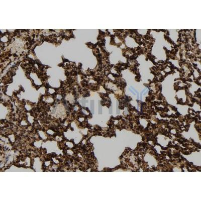USP46 Antibody - DF9992 at 1/100 staining Mouse lung tissue by IHC-P.