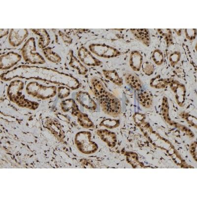FoxR1 Antibody - AF9067 at 1/100 staining Human kidney tissue by IHC-P.