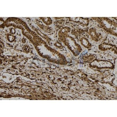 NRIP3 Antibody - AF9135 at 1/100 staining Human kidney tissue by IHC-P.
