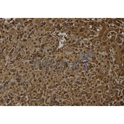 OTUB2 Antibody - AF9147 at 1/100 staining Human liver tissue by IHC-P.