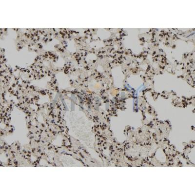 PEG3 Antibody - AF9152 at 1/100 staining Rat lung tissue by IHC-P.