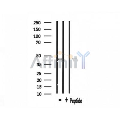 SYT Antibody - Western blot analysis of extracts from 293, using SYT Antibody.
