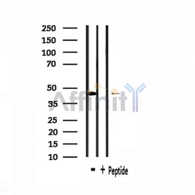 Uba5 Antibody - Western blot analysis of extracts from mouse brain, using Uba5 Antibody.