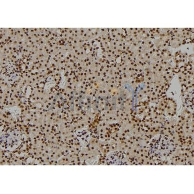 Phospho-CTGF (Ser118) Antibody - AF7037 at 1/100 staining mouse kidney tissue sections by IHC-P.