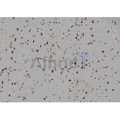 Phospho-CUL4A (Ser40) Antibody - AF7038 at 1/100 staining human heart tissue sections by IHC-P.